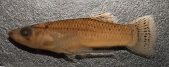 Media type: image;   Ichthyology 36171 Aspect: lateral,description